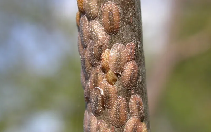 Scale insects symptoms