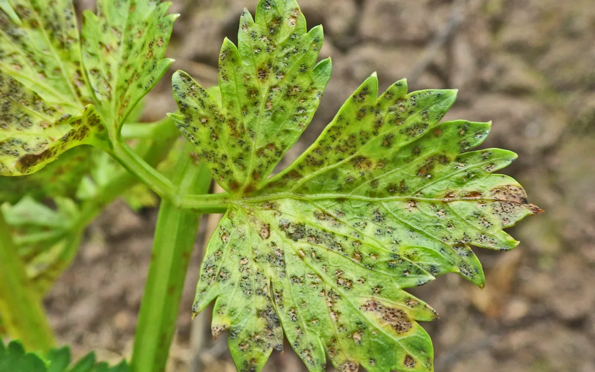 Septoria leaf blight symptoms