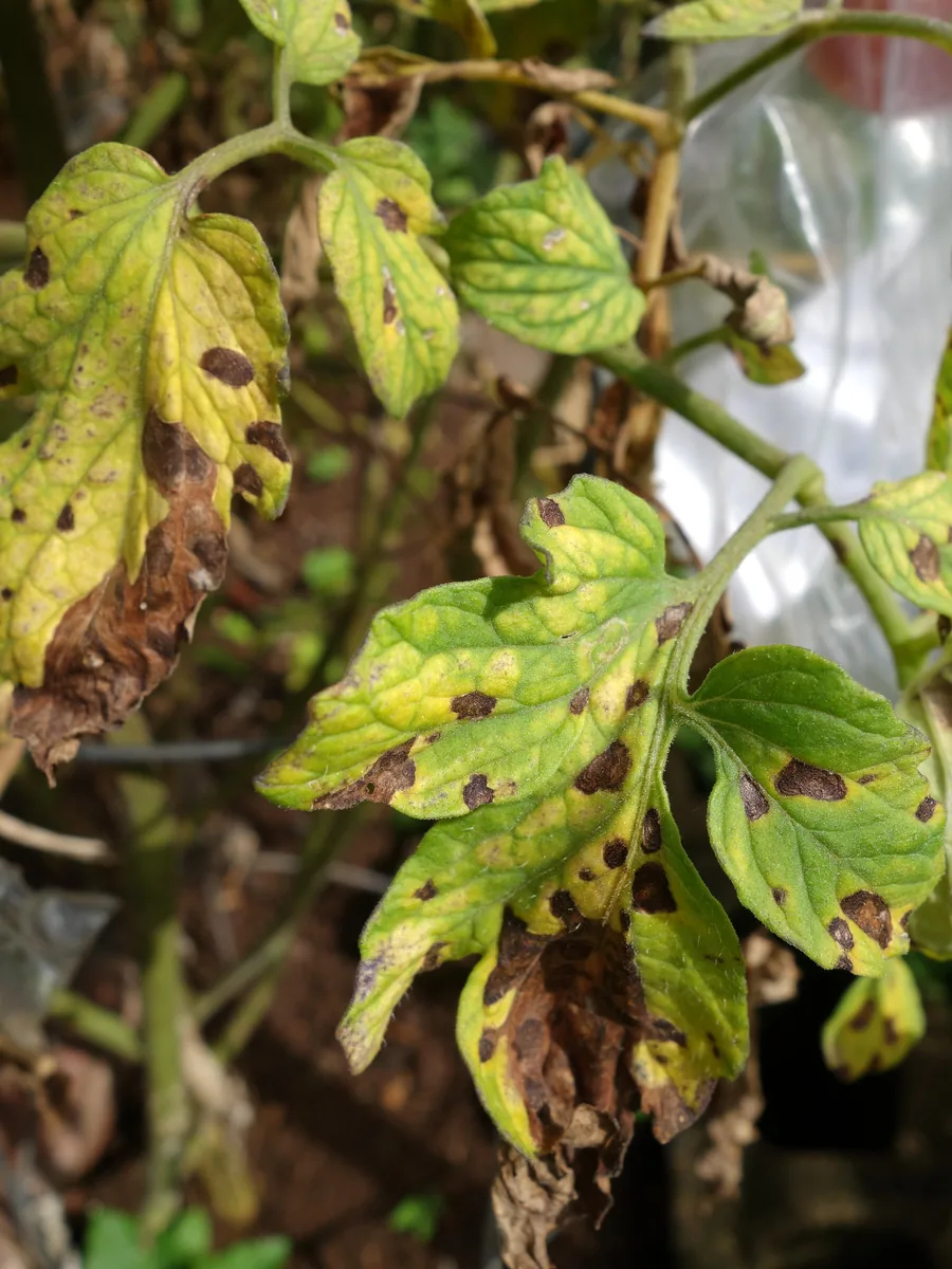 Septoria leaf spot symptoms