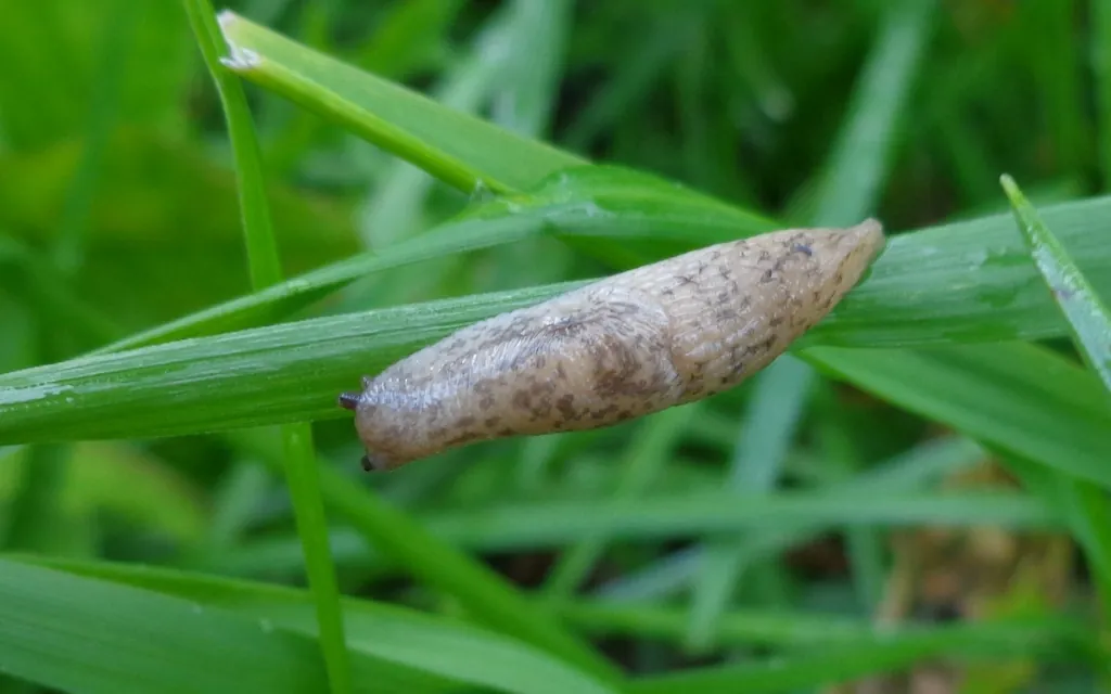Slugs and snails symptoms