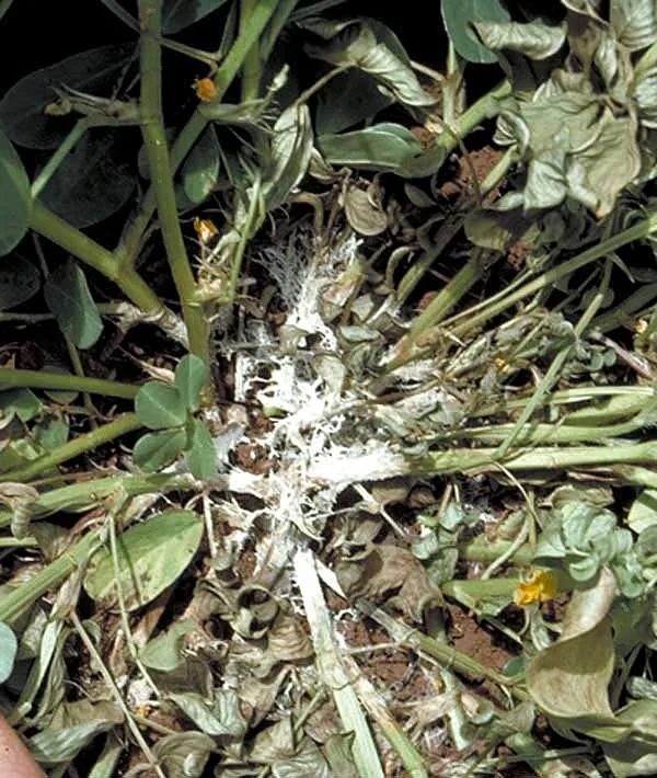 Southern blight symptoms