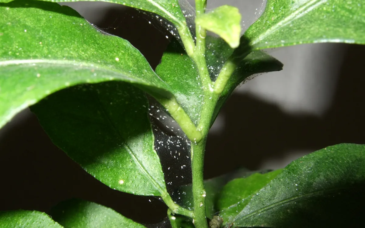 Spider mites symptoms