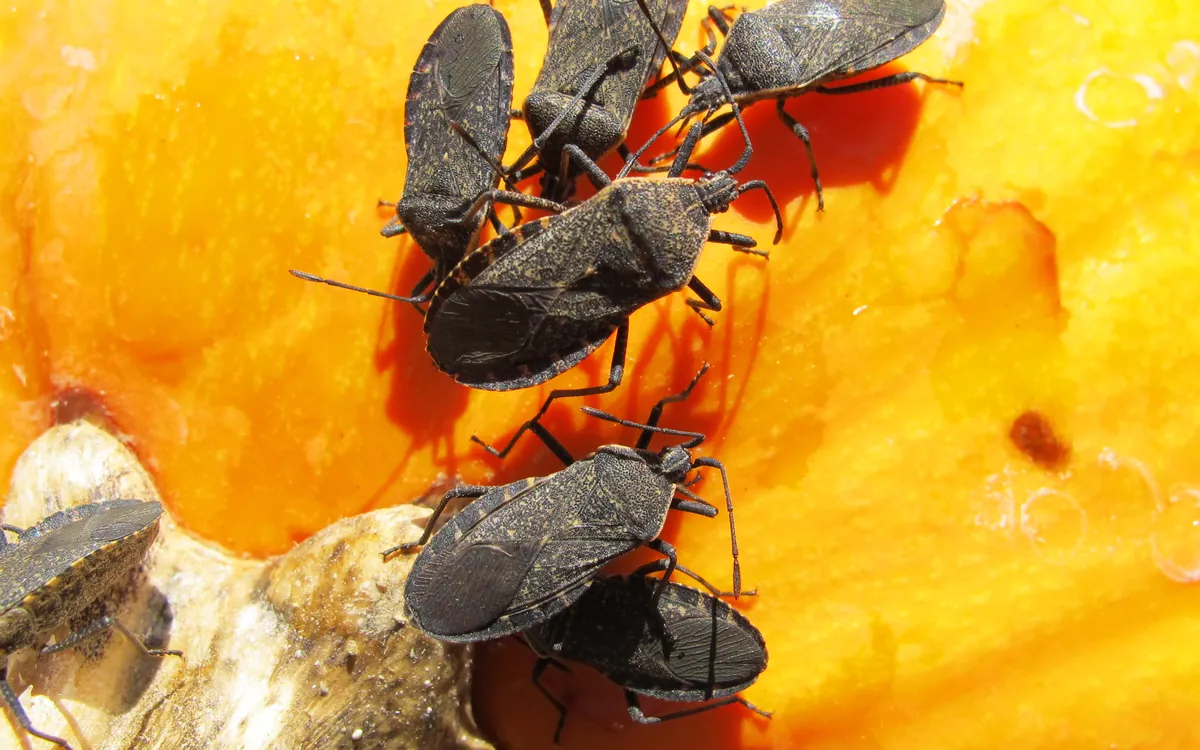 Squash bug symptoms