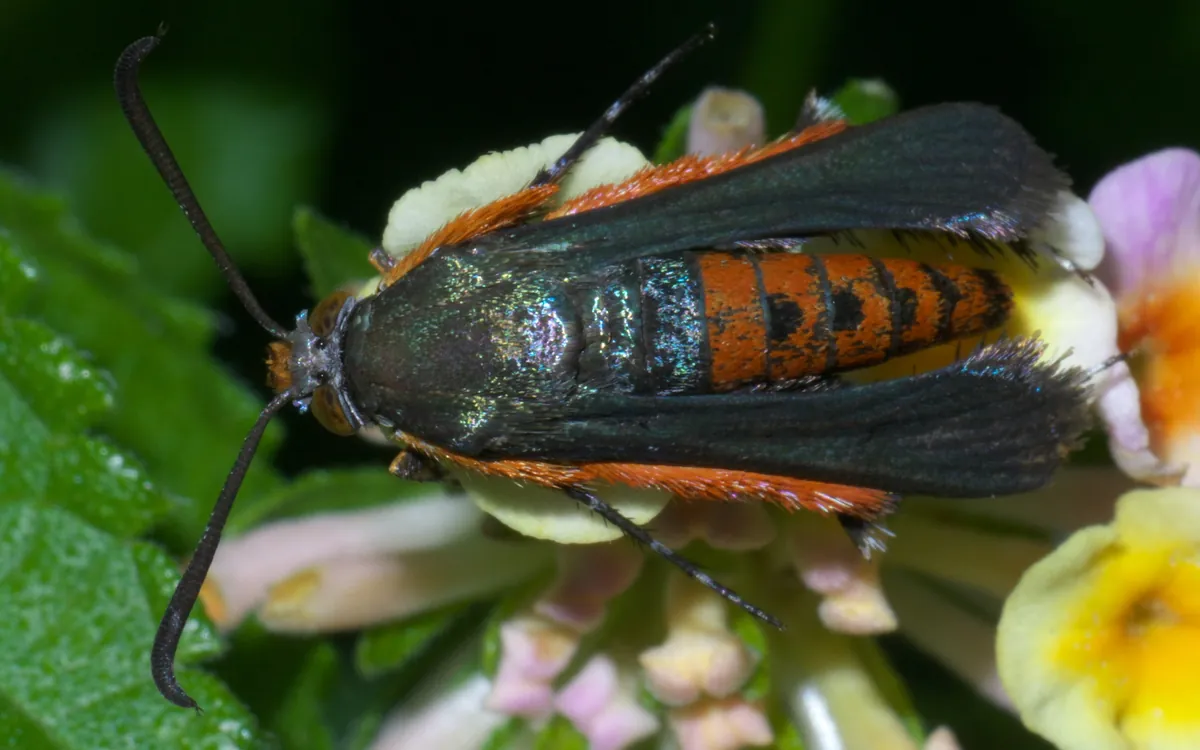 Squash vine borer symptoms