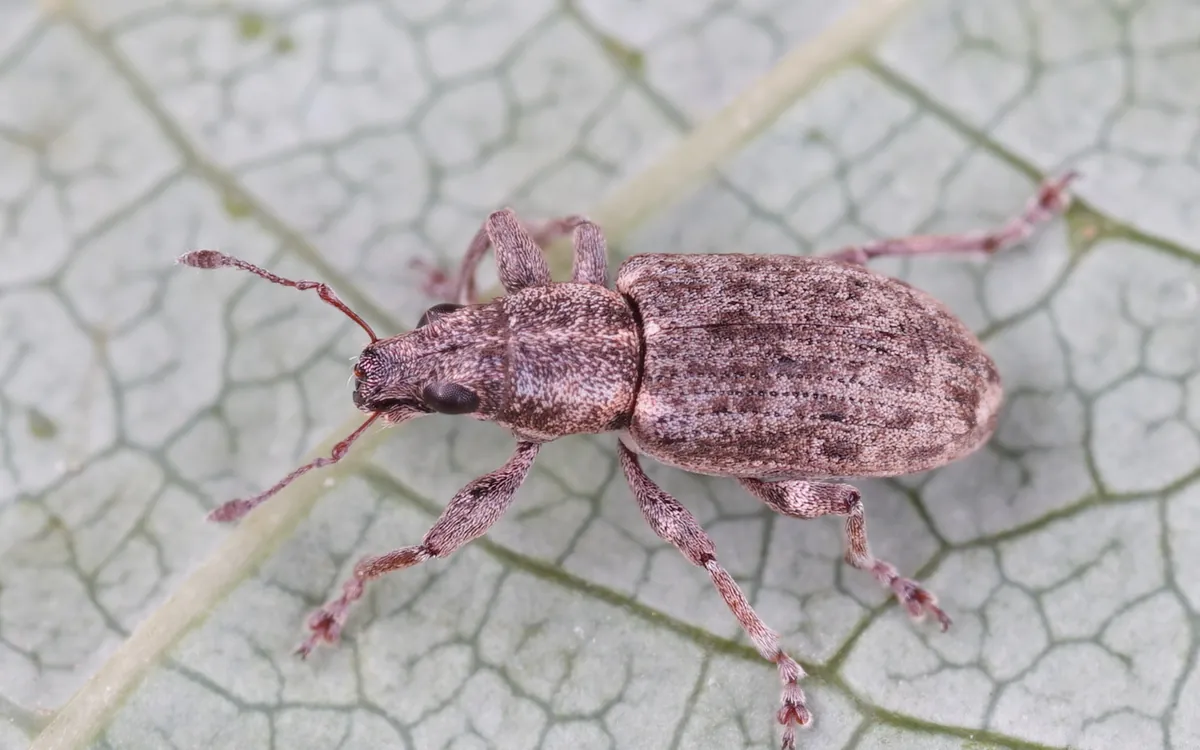 Sweetclover weevil symptoms