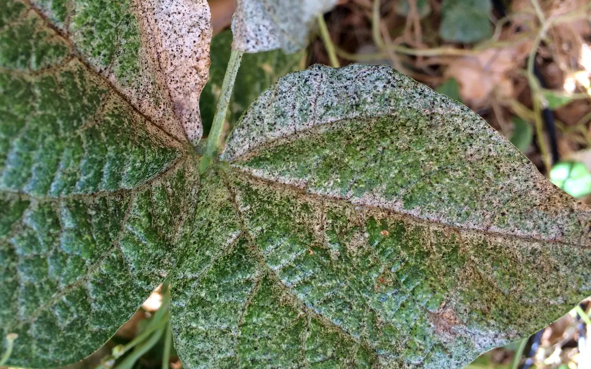 Thrips symptoms