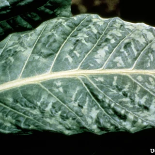 Tobacco mosaic virus symptoms
