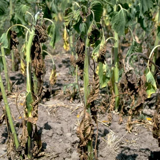 Verticillium wilt symptoms