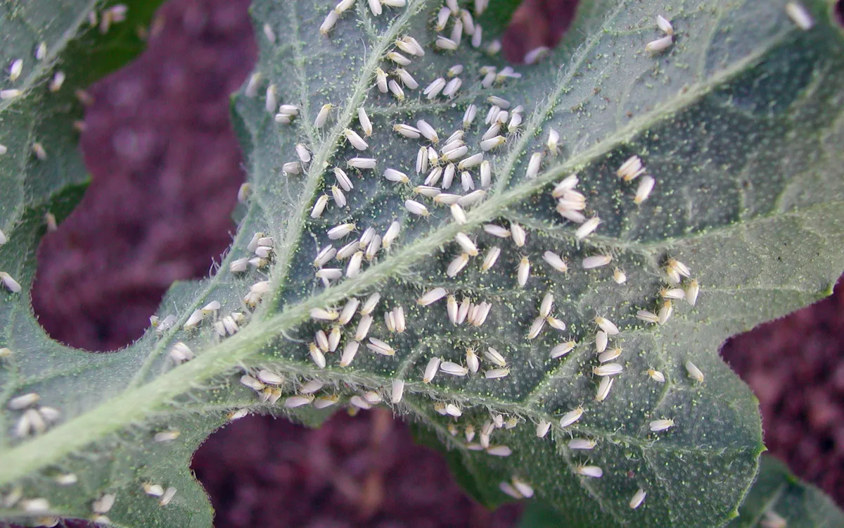 Whiteflies symptoms