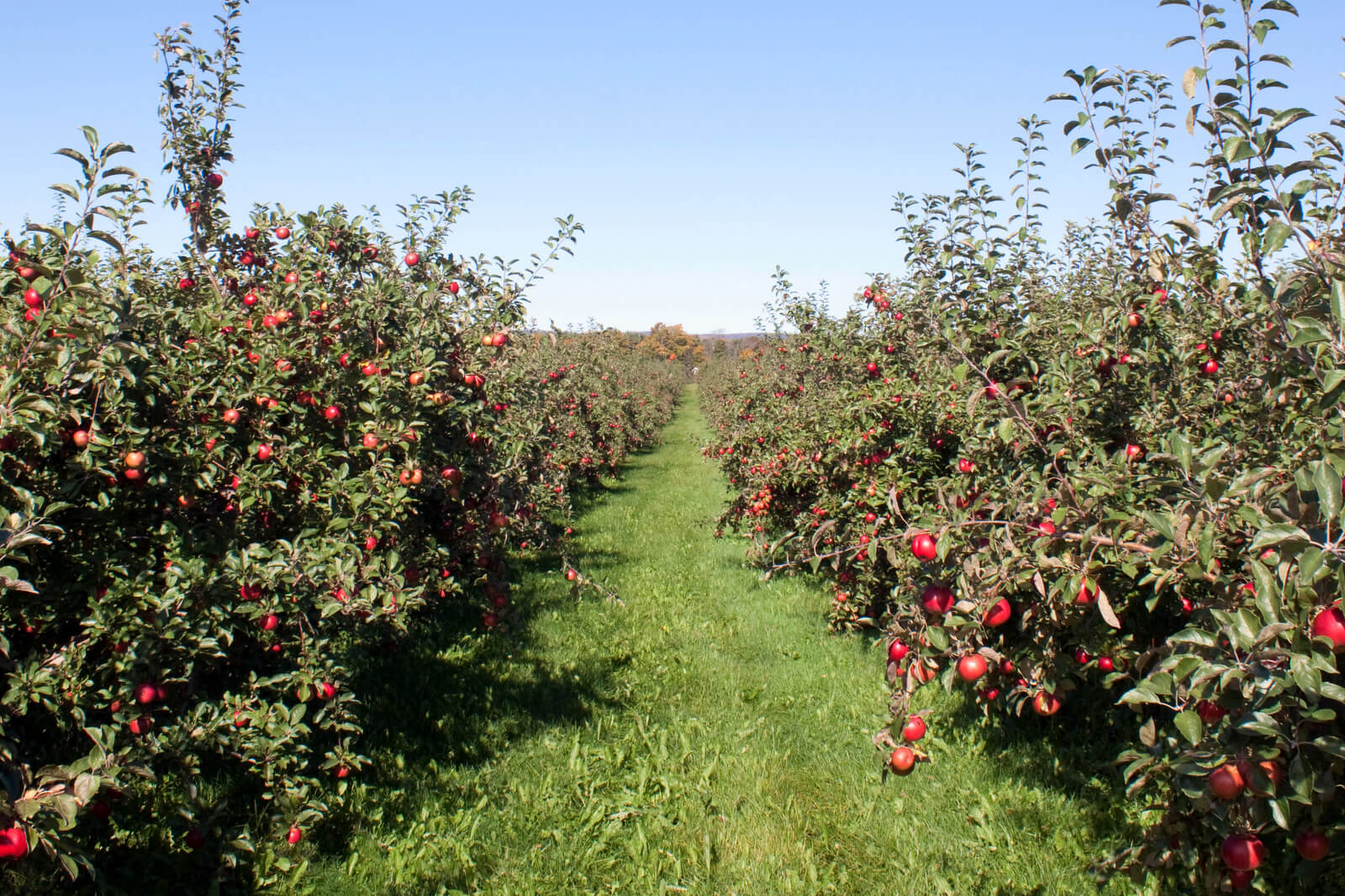 Honeycrisp apple sapling