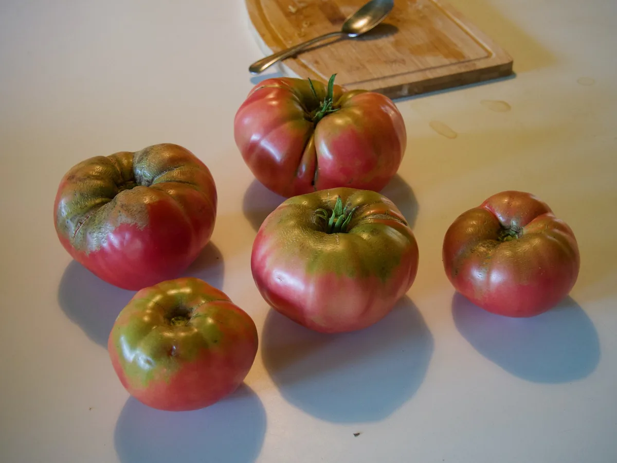 Abe Lincoln Tomatoes