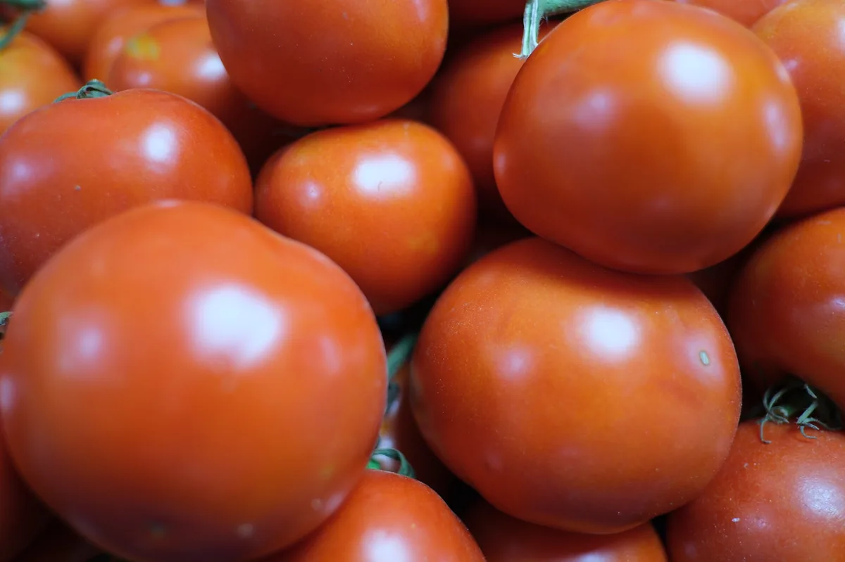 Ace 55 Tomatoes