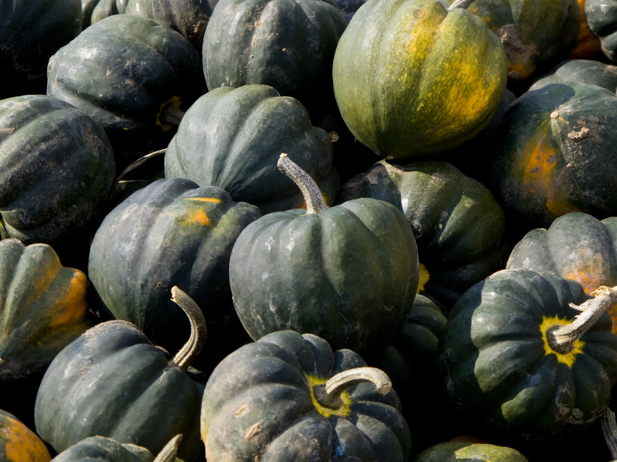 Acorn Squash