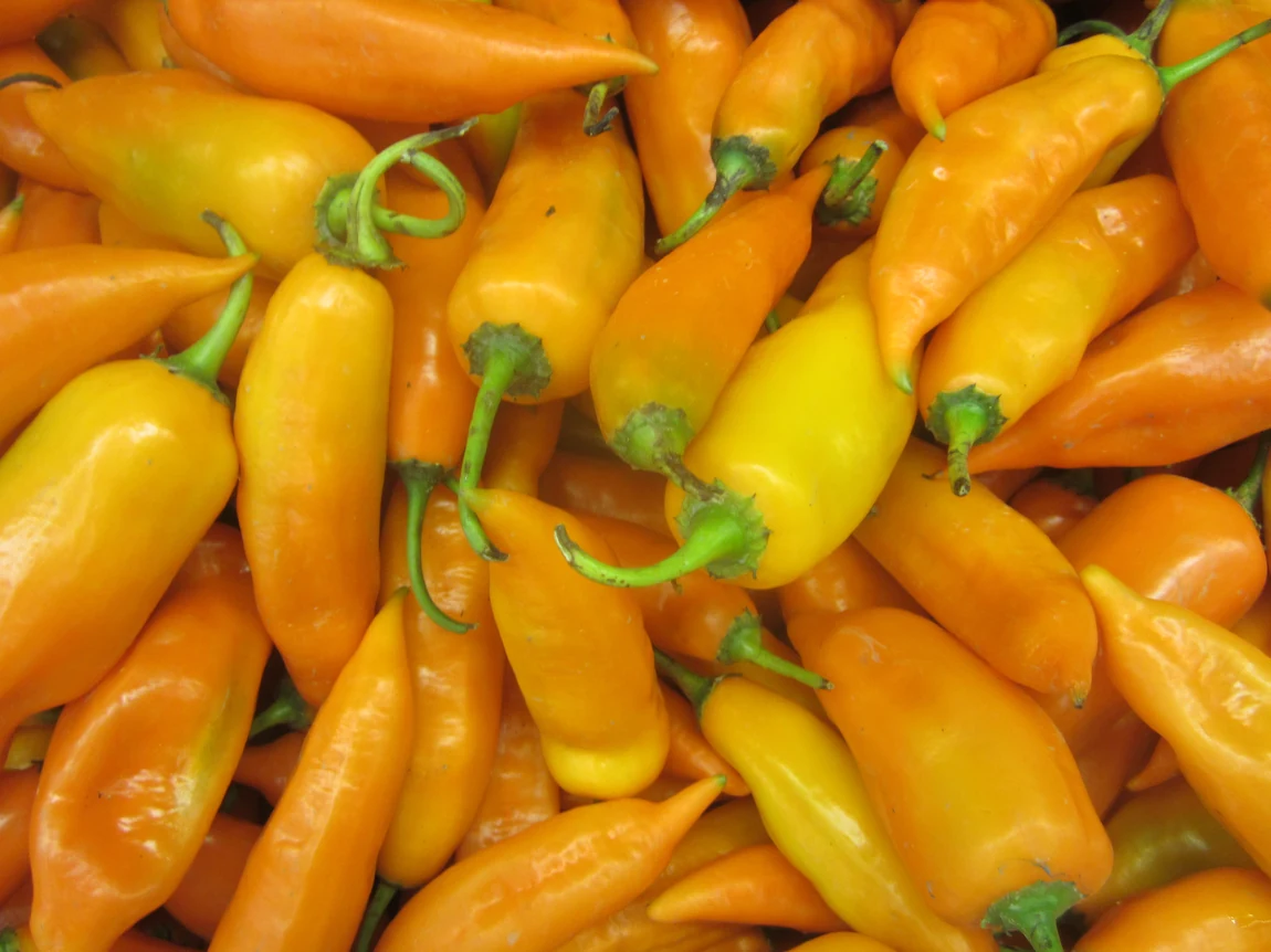 Aji Amarillo Peppers