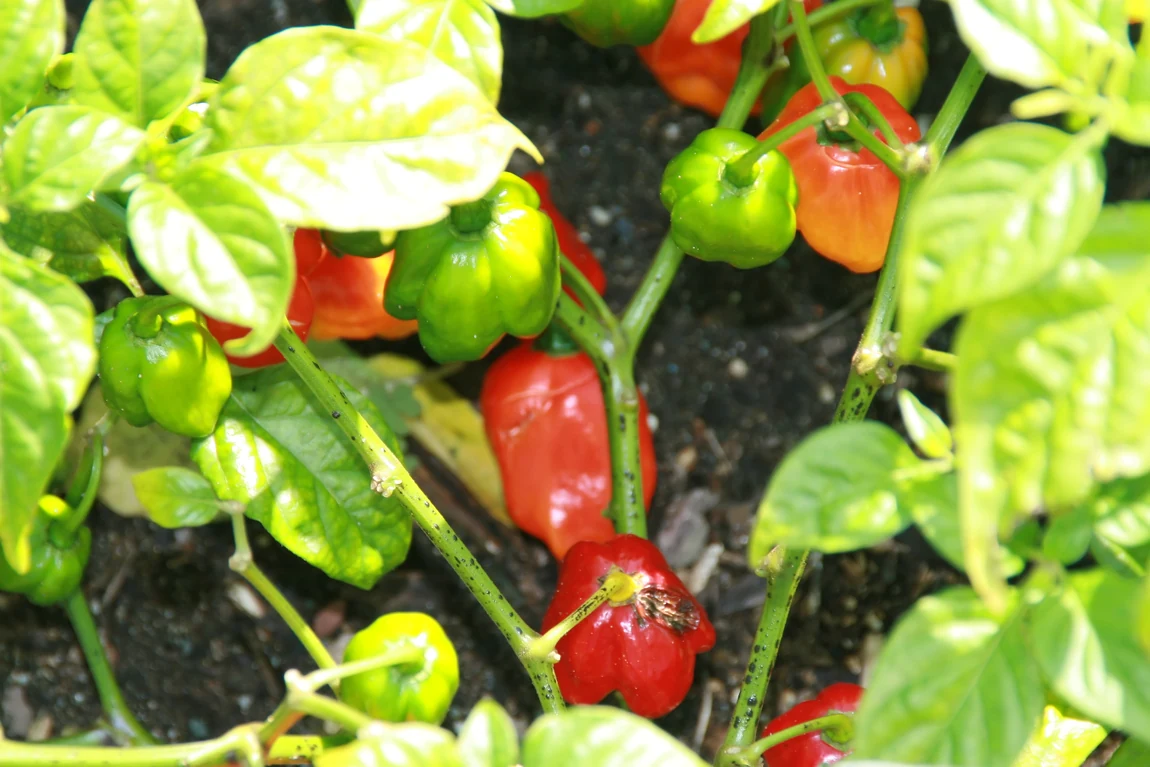 Aji Dulce Peppers