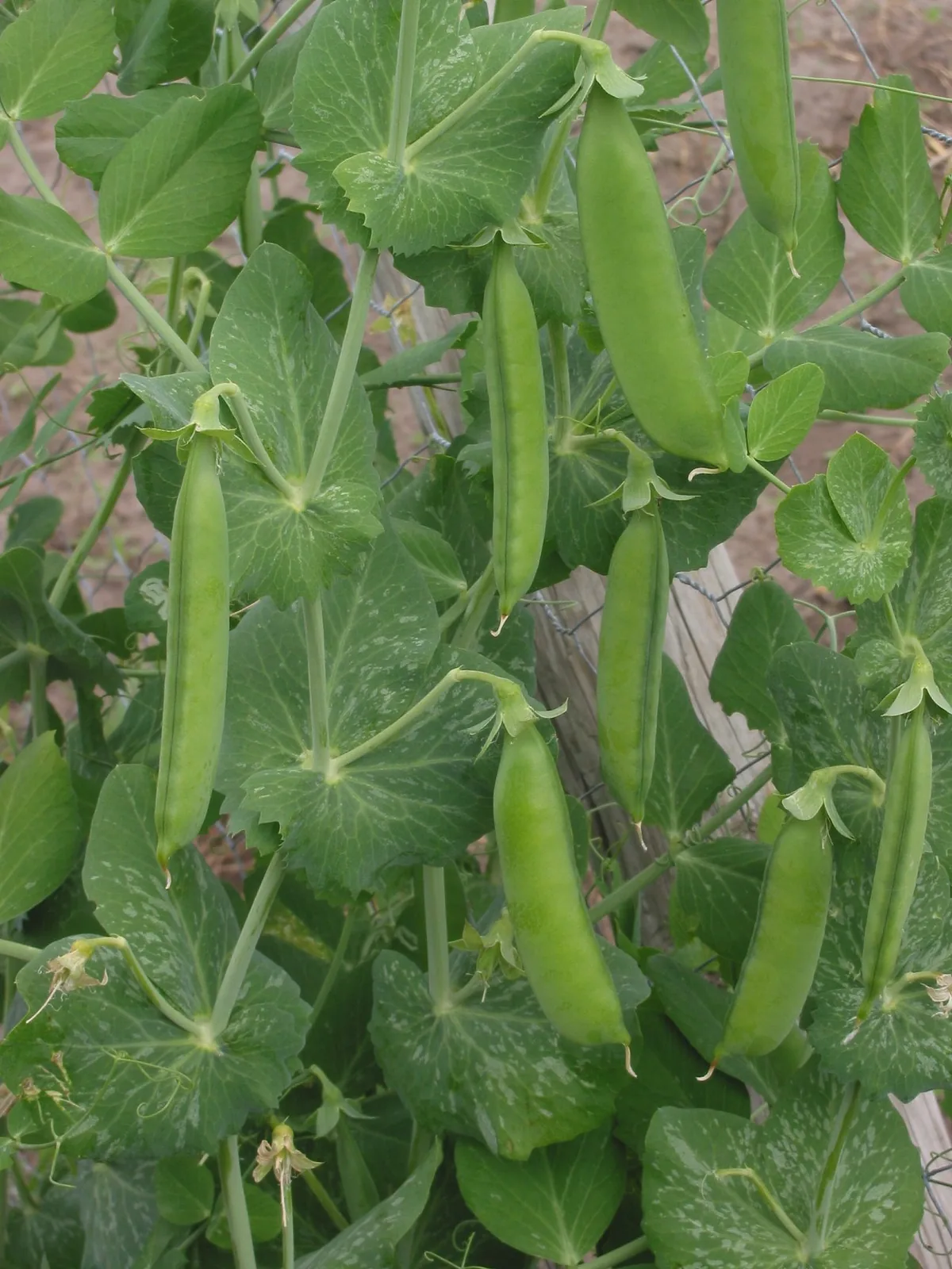 Alaska Early Pea