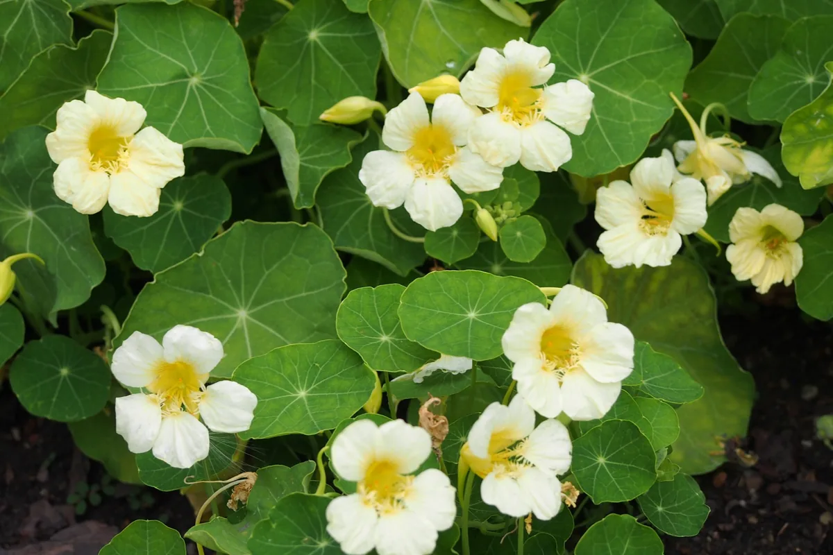 Alaska Mix Nasturtium Flowers