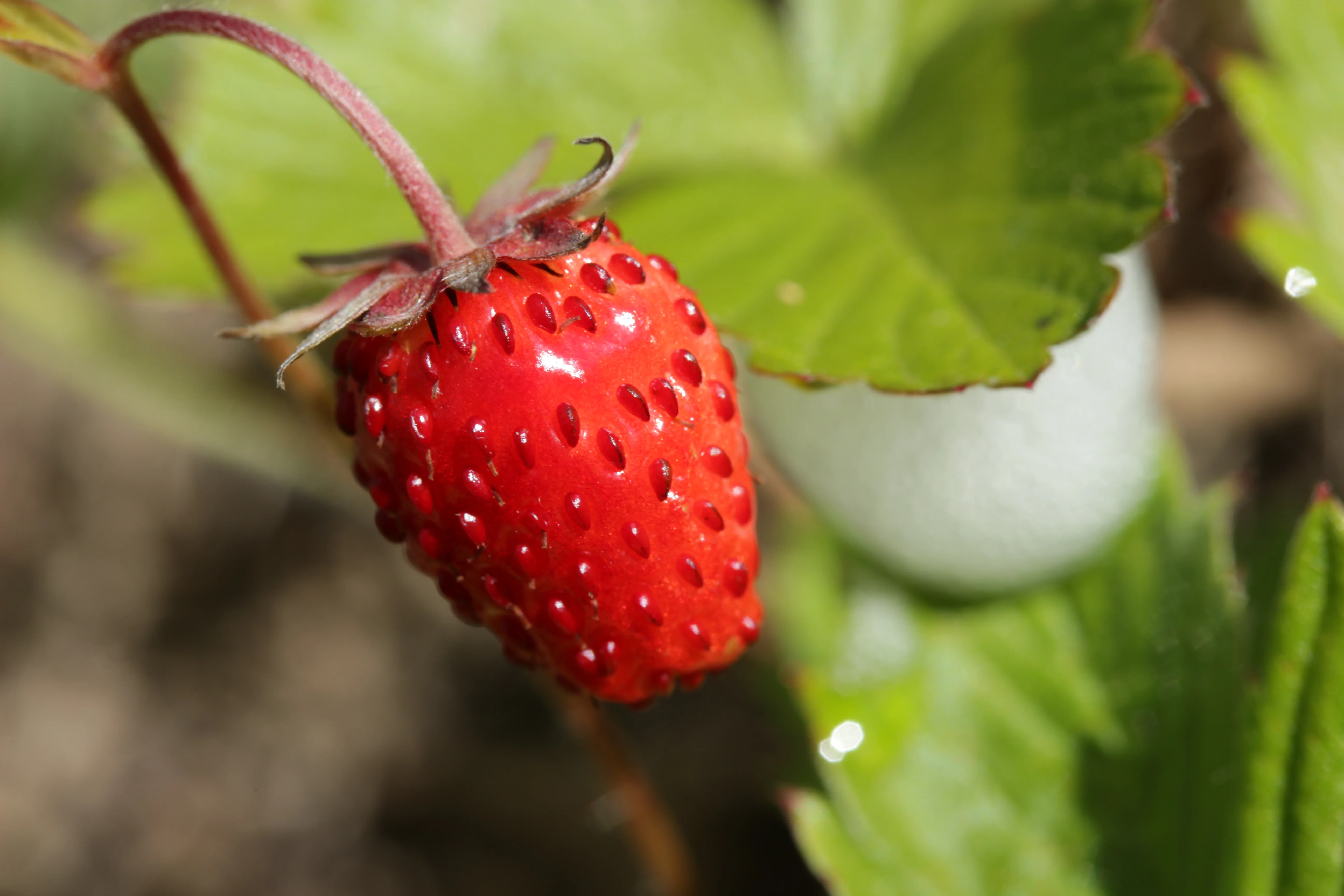 Alexandria Alpine Strawberry