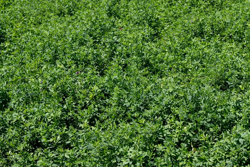 Alfalfa Cover Crop
