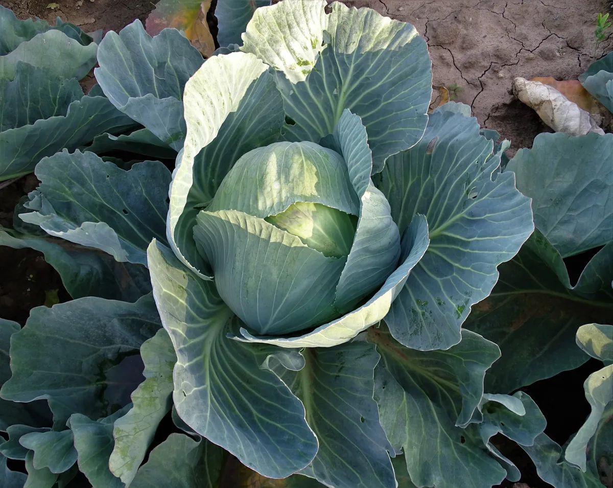 All Season Cabbage