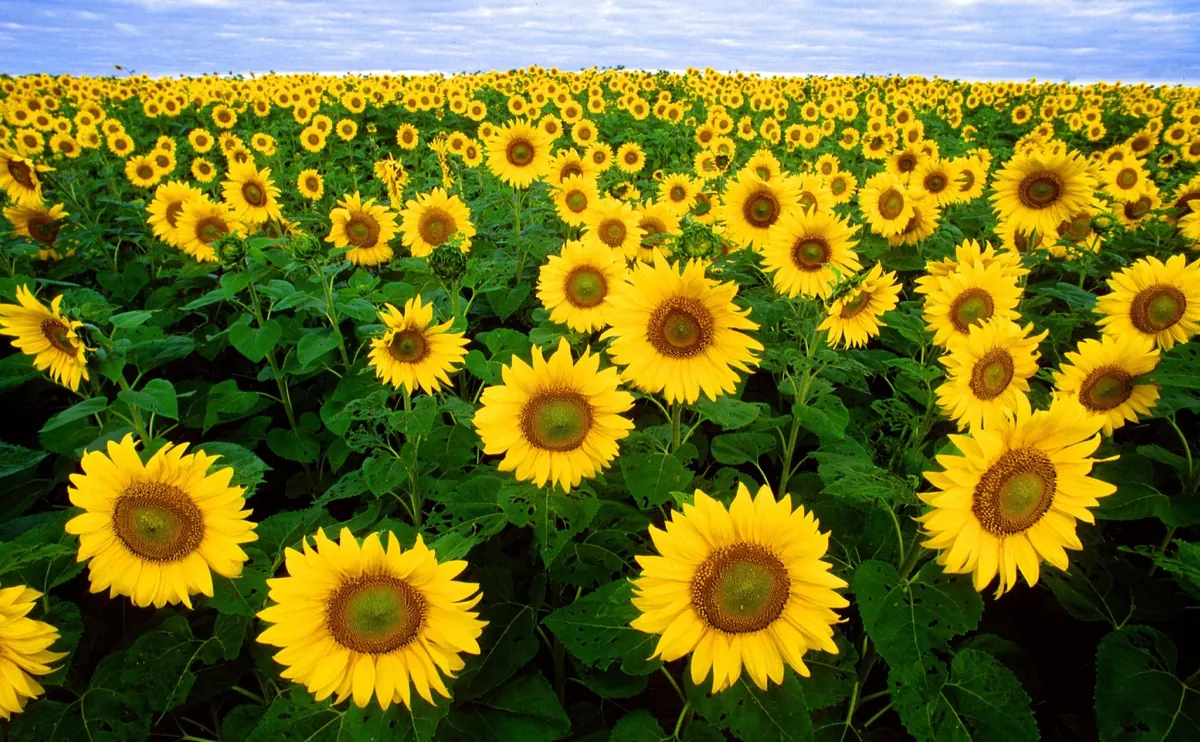 All Sorts Surprise Mix Sunflowers