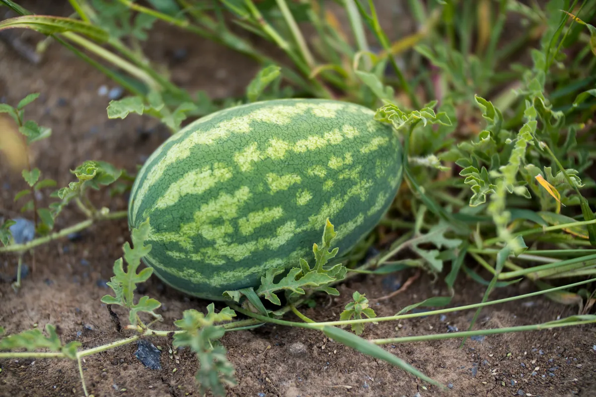 All Sweet Watermelon