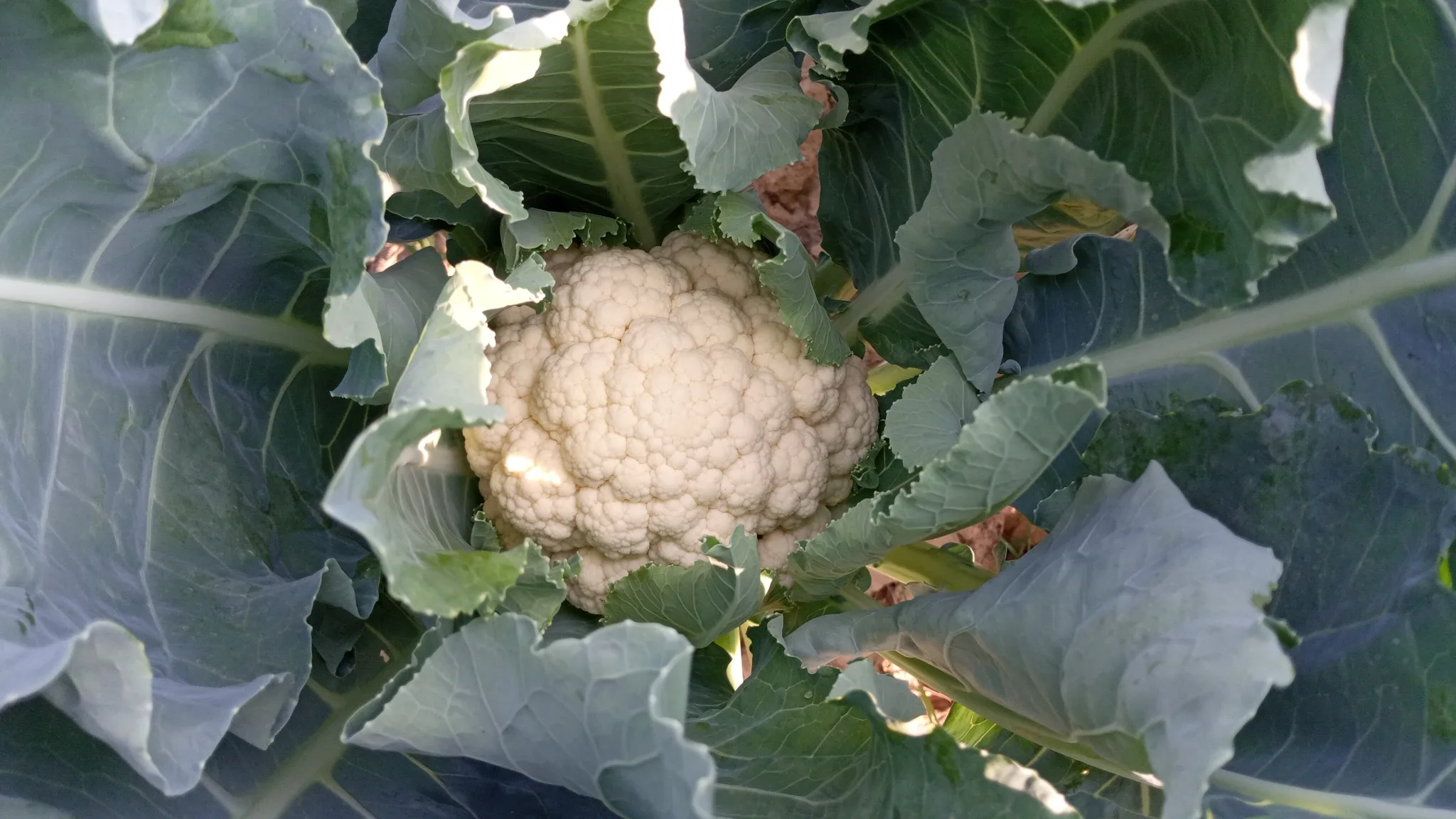 All Year Round Cauliflower