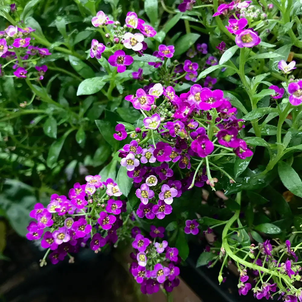 Royal Carpet Alyssum Flowers