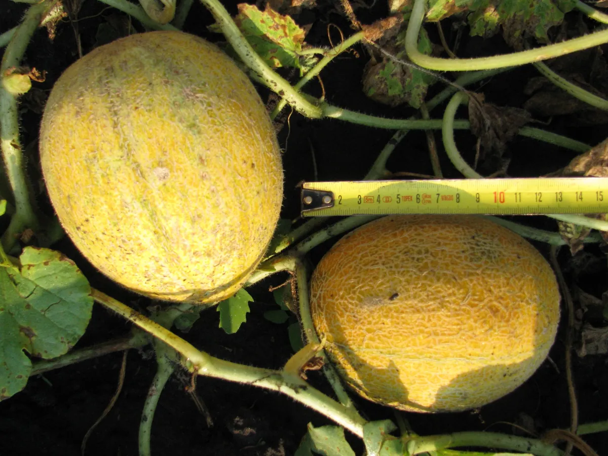 Amarillo Oro Melon