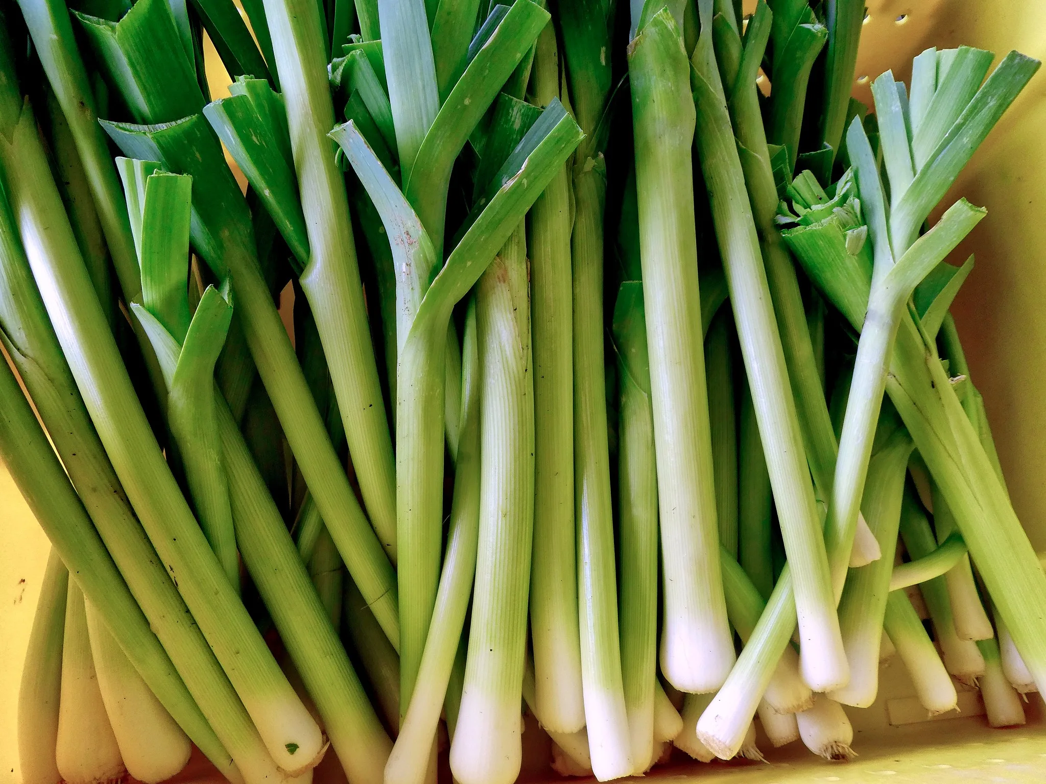 OG American Flag Leeks