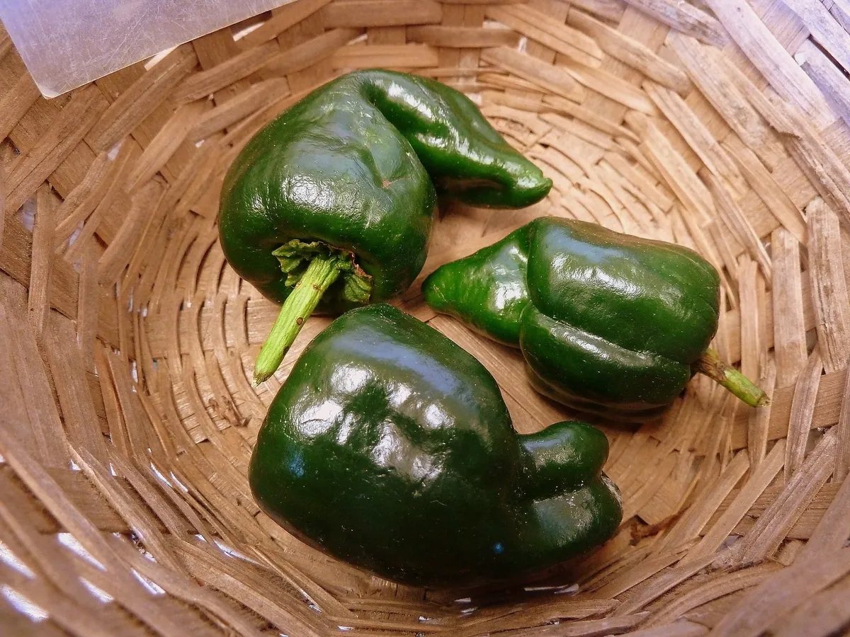 Ancho Grande Hot Peppers