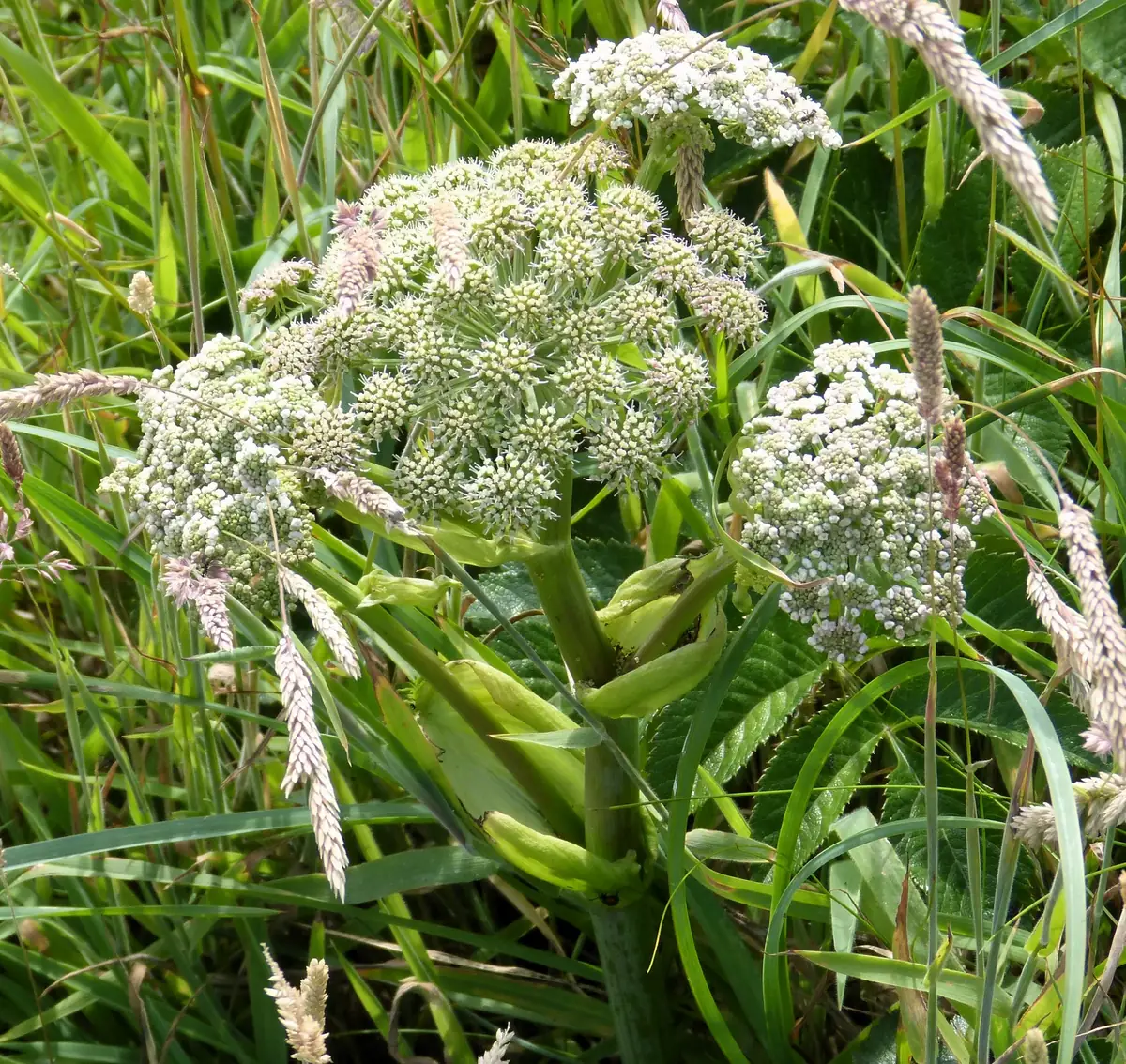 Angelica