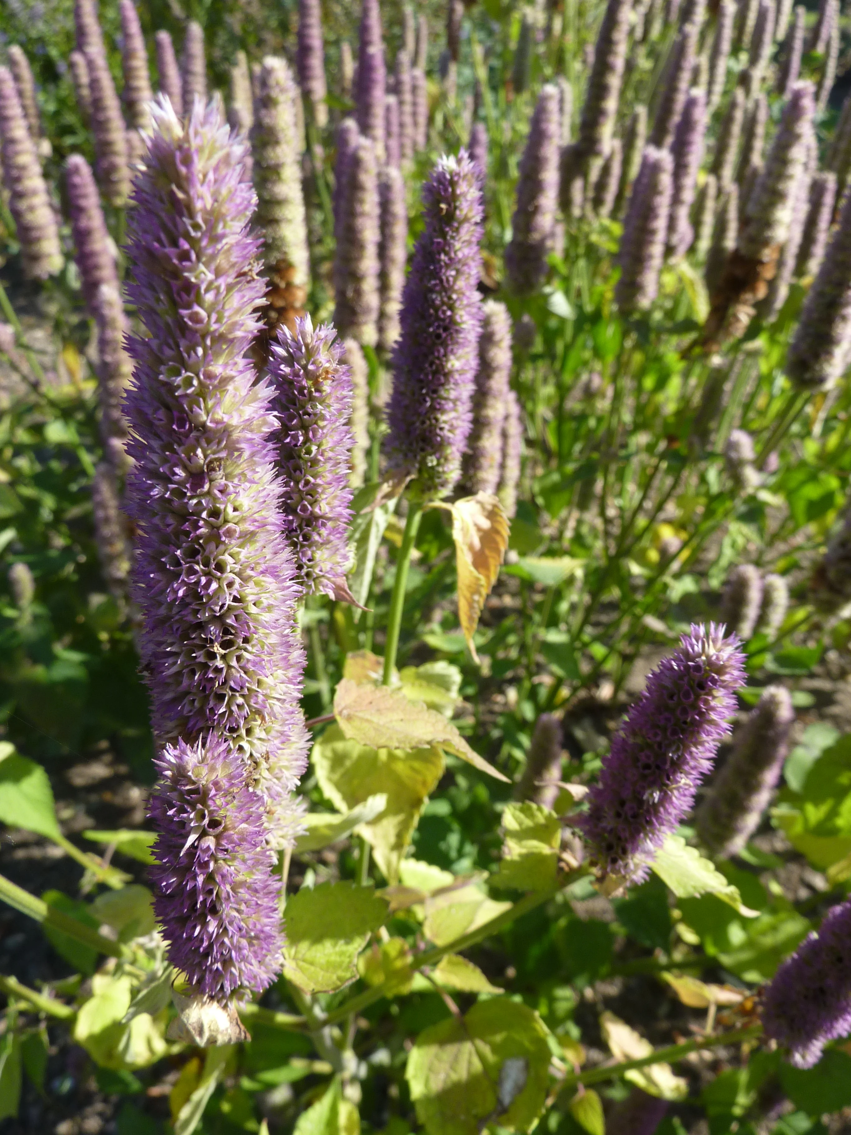 Anise hyssop leaves and flowers
