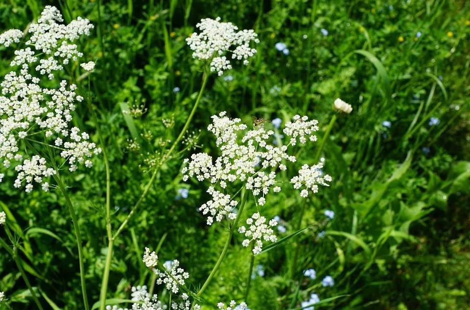 Anise