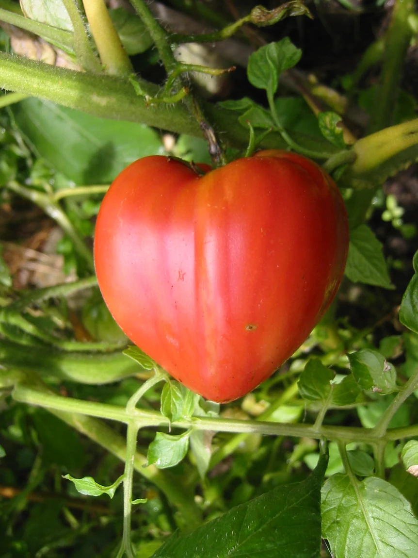 Anna Russian Tomatoes