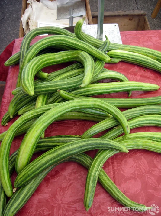 Armenian Cucumber