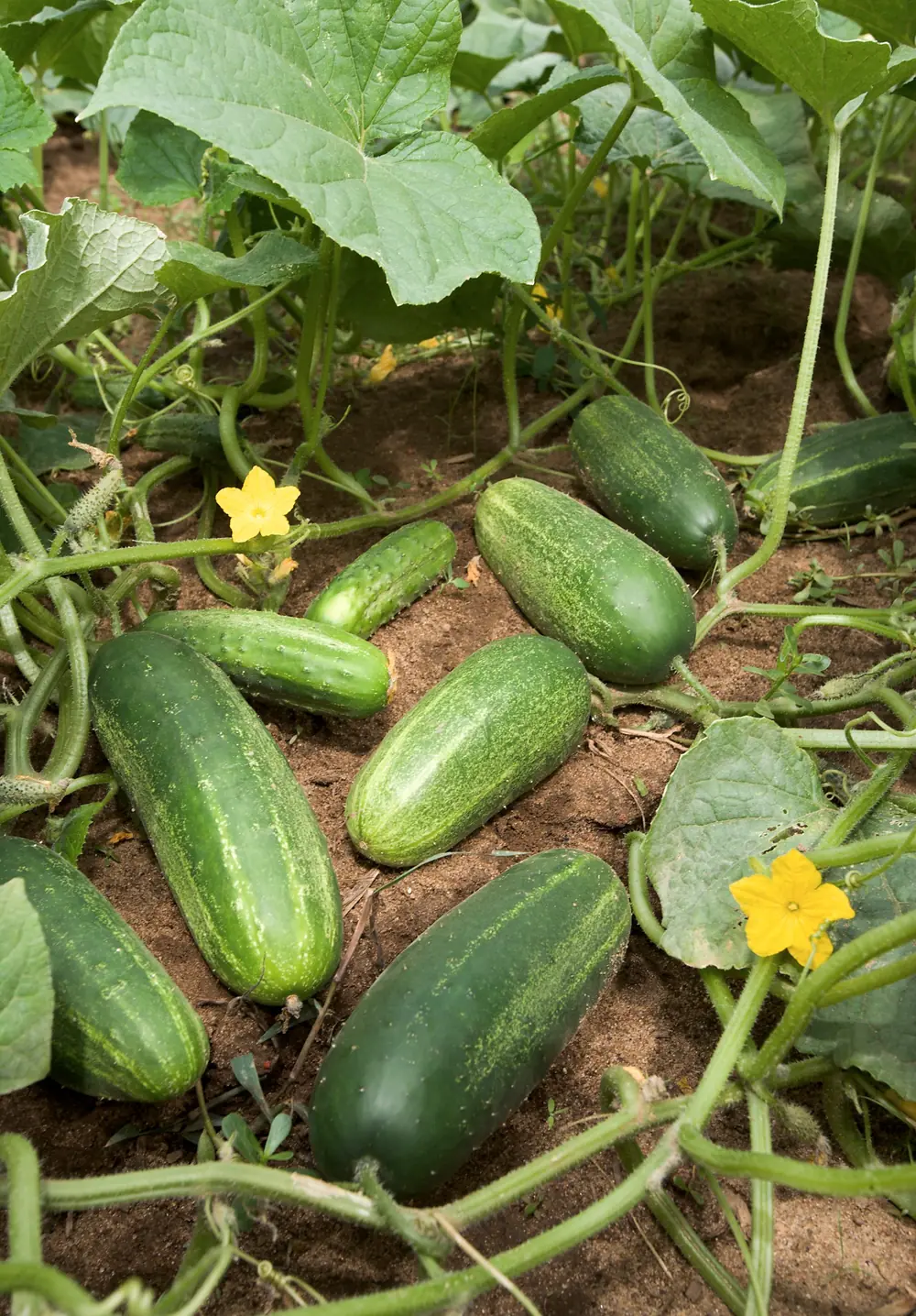 Ashley Cucumber