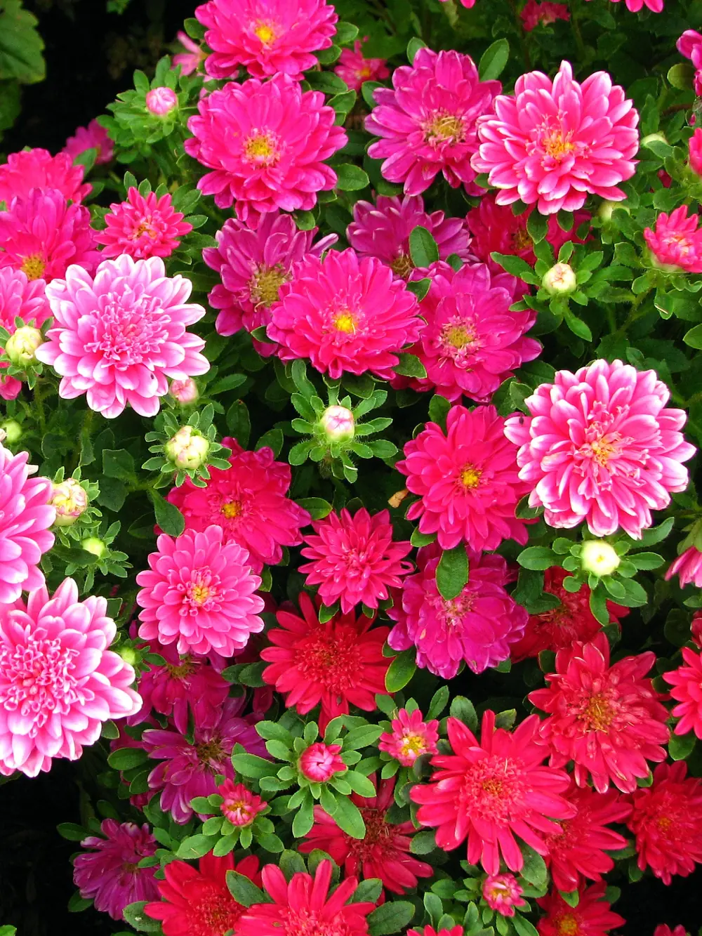 Crego Mix Aster Flowers