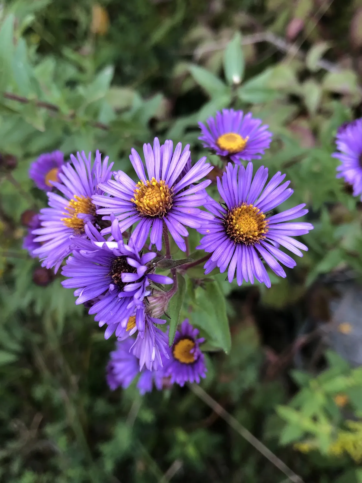 New England Aster Flowers