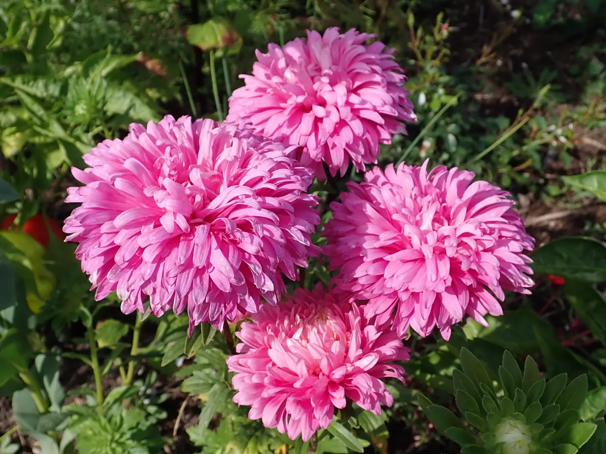 Powderpuff Aster Flowers