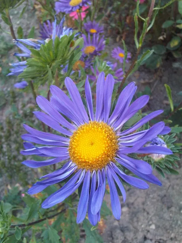 Single Mix China Aster Flowers