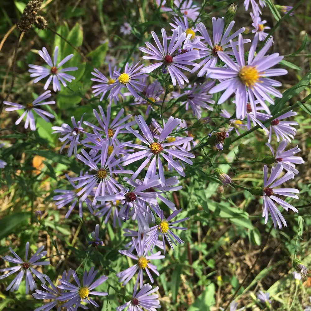 Smooth Blue Aster Flowers
