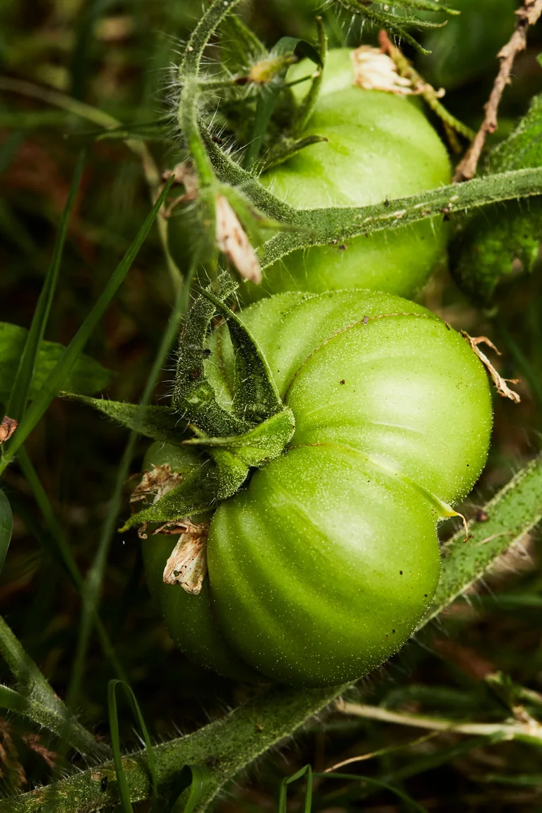 Aunt Ruby's German Green Tomatoes