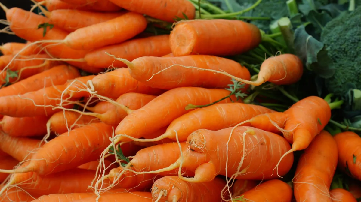 Autumn King Carrots