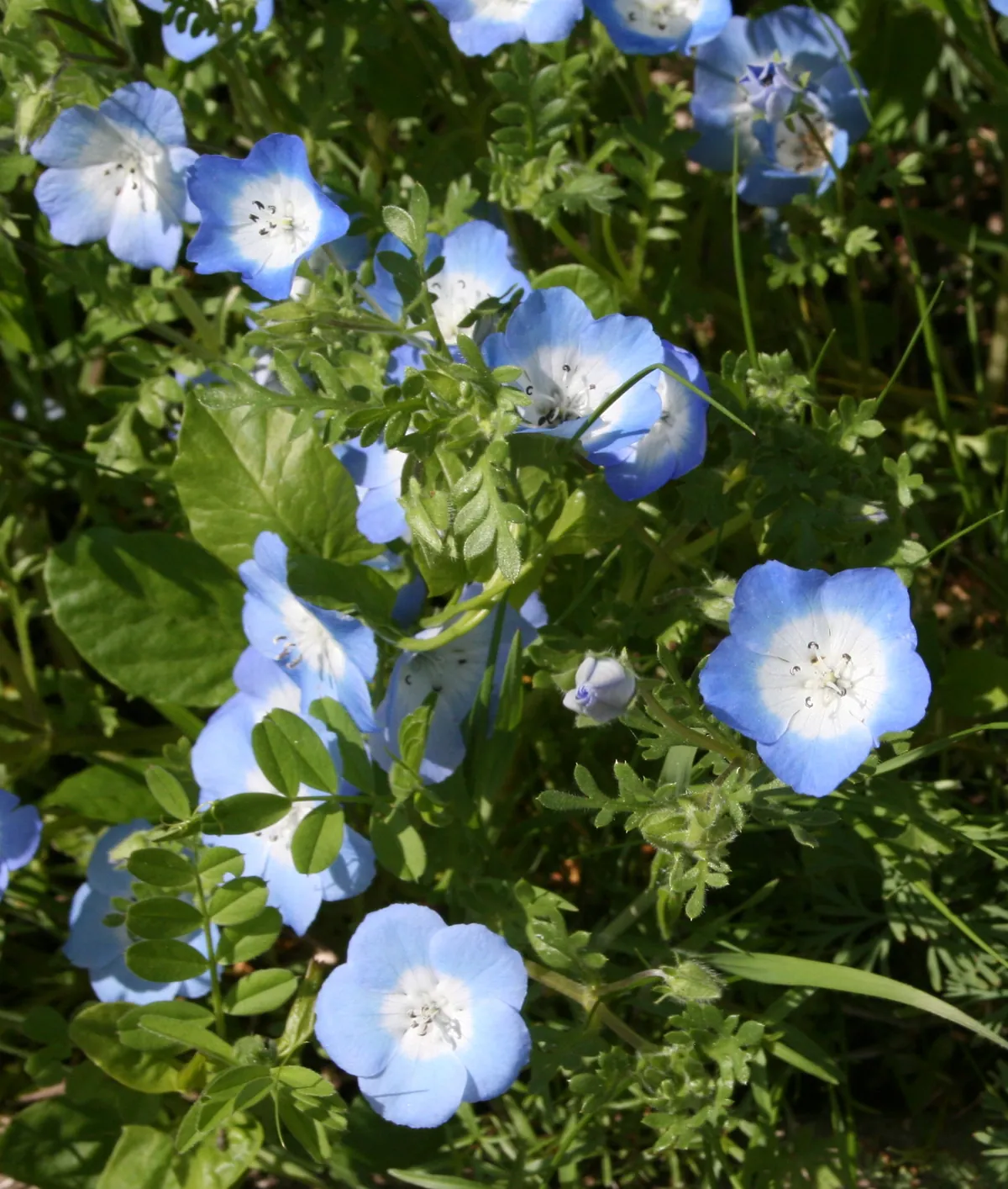 Baby Blue Eyes Flowers