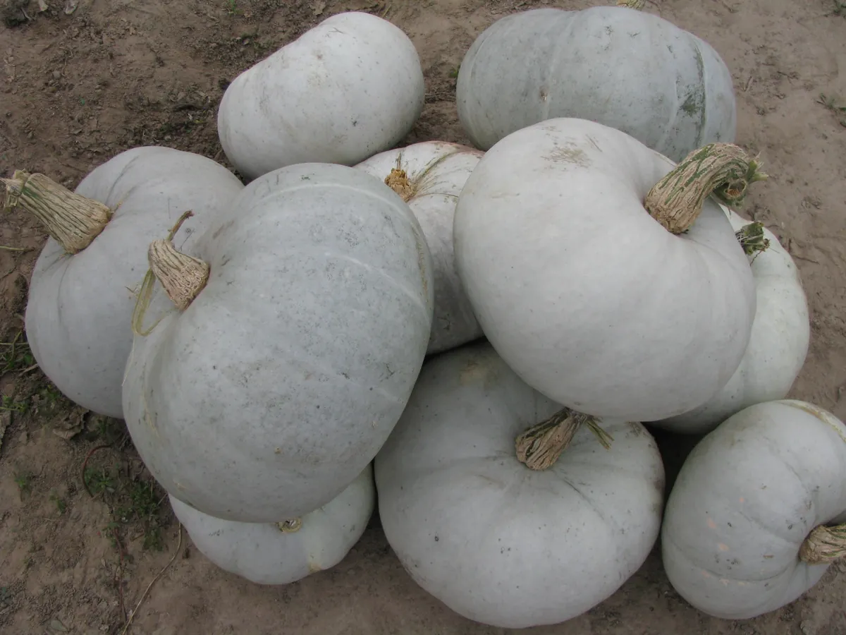 Baby Blue Hubbard Winter Squash