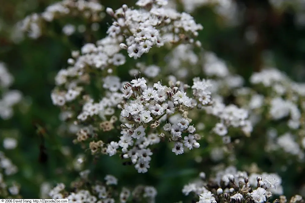 Baby's Breath Flowers