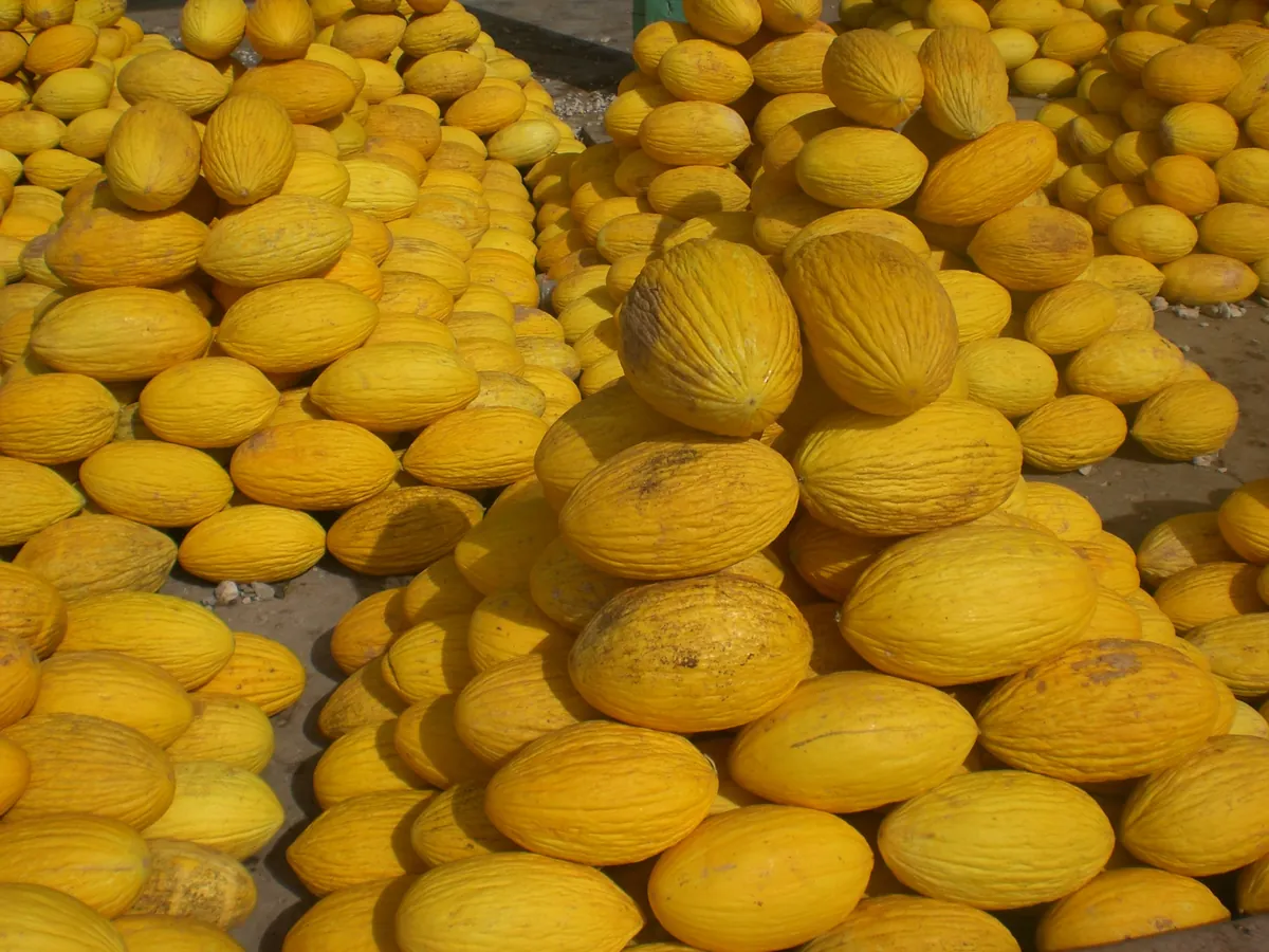 Banana Melon