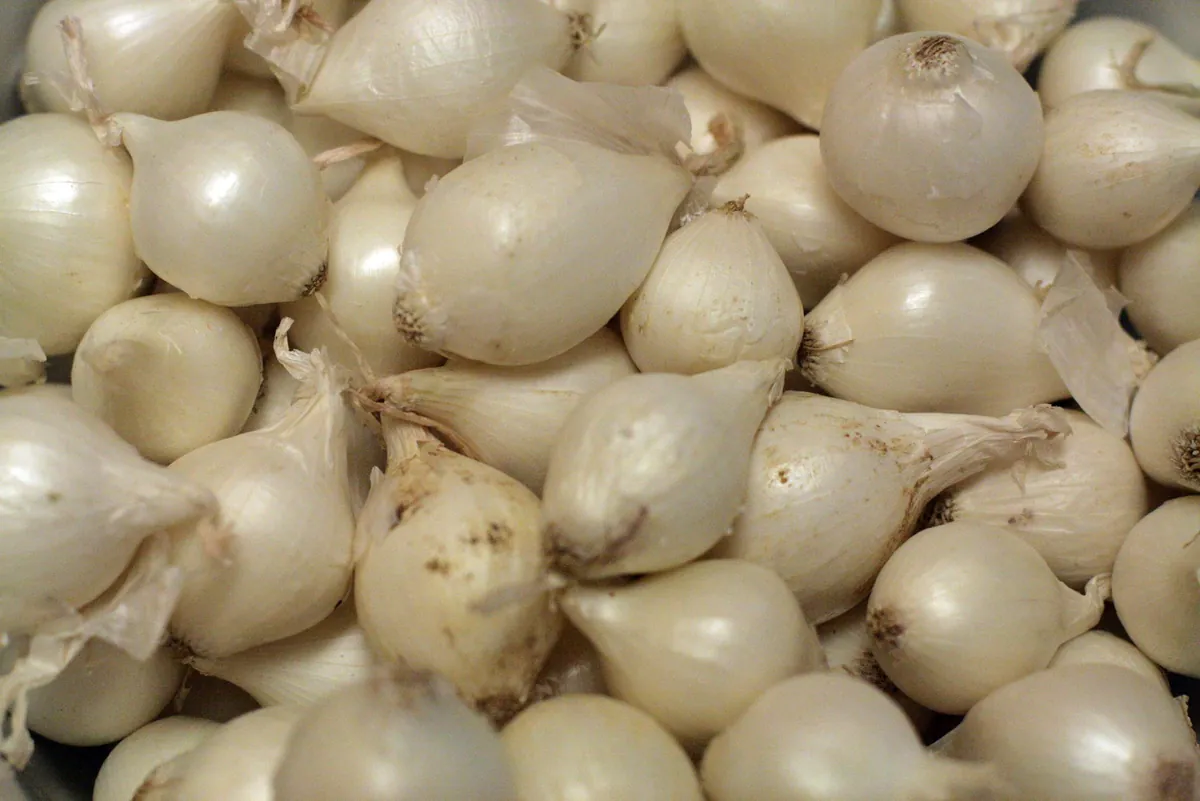 Barletta, Pearly White Onions