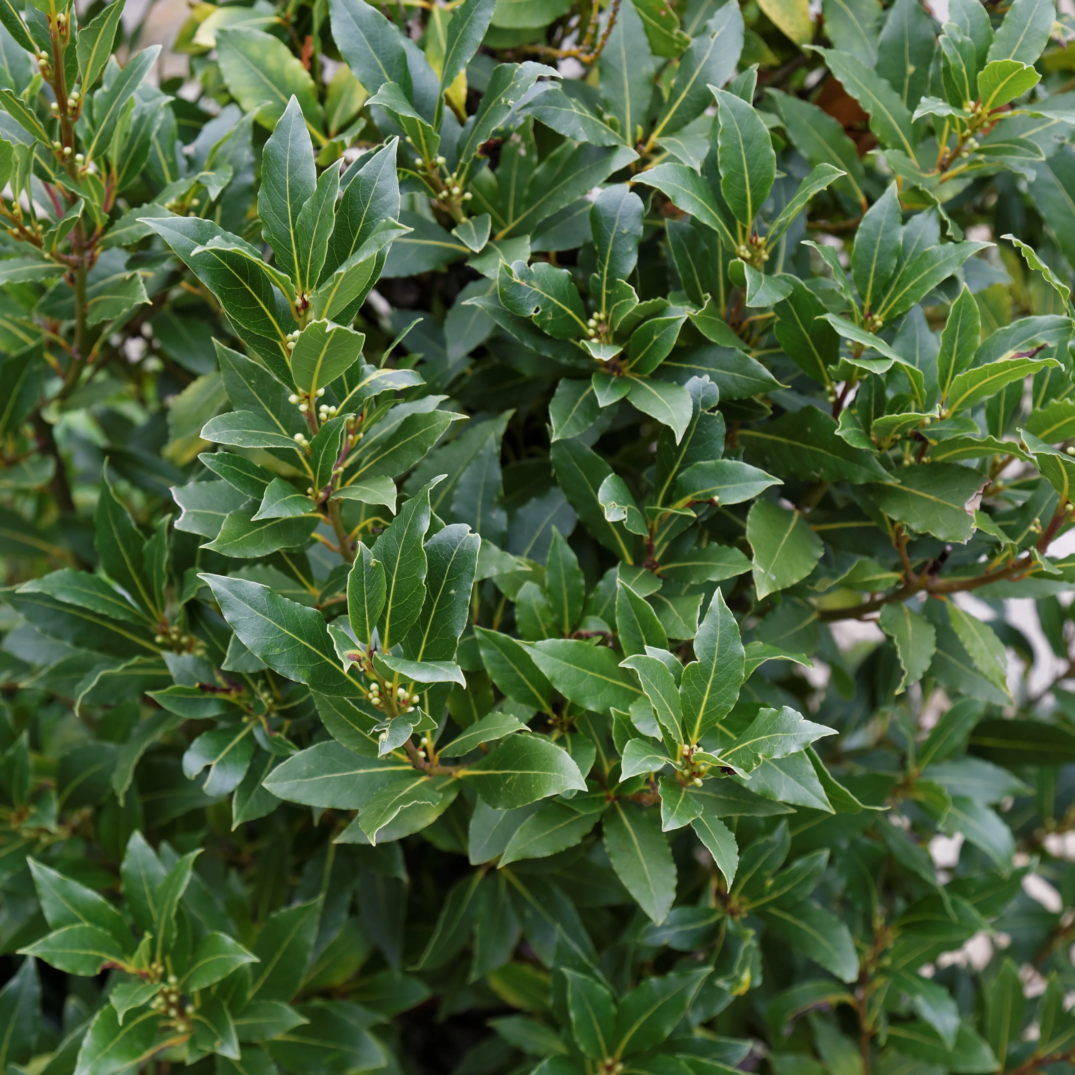 Bay Laurel
